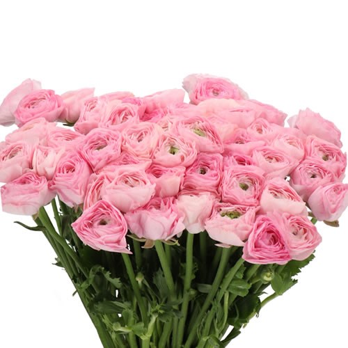 RANUNCULUS CLOONY LOLLIPINK