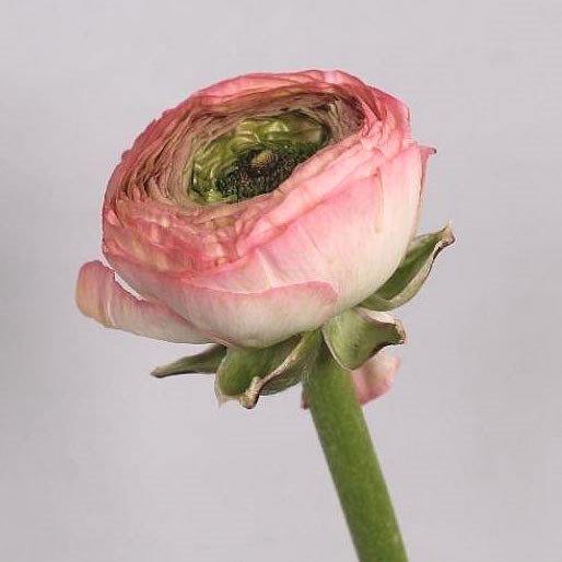 RANUNCULUS CLOONY LULU