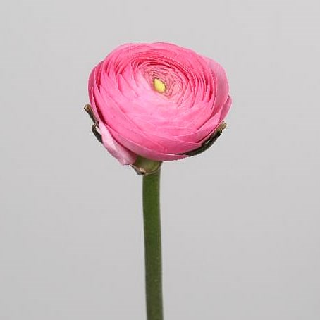 RANUNCULUS CLOONY MAGENTA
