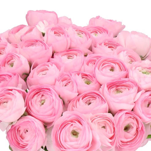 RANUNCULUS CLOONY MALABAR EX