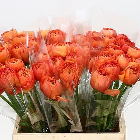 RANUNCULUS CLOONY MAMBO