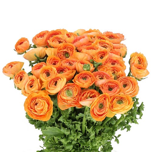 RANUNCULUS CLOONY MAMBO EX