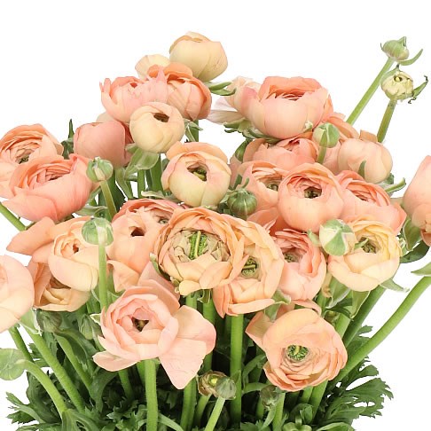 RANUNCULUS CLOONY MANUELA