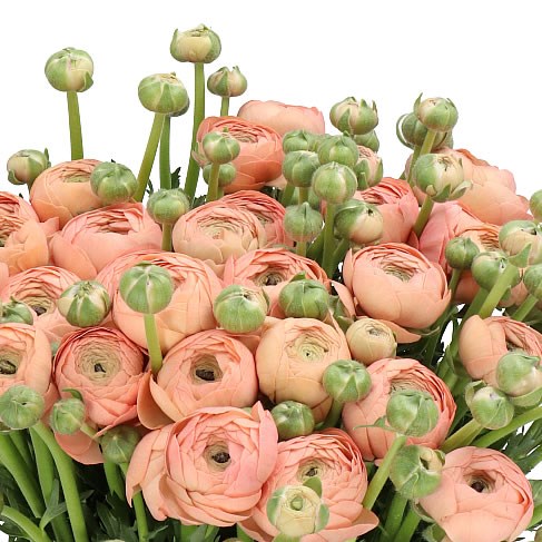 RANUNCULUS CLOONY MANUELA EX