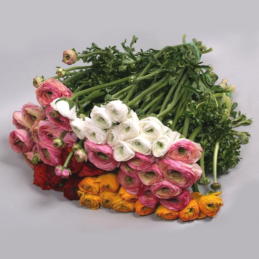 RANUNCULUS CLOONY MIX (COLS MAY VARY)