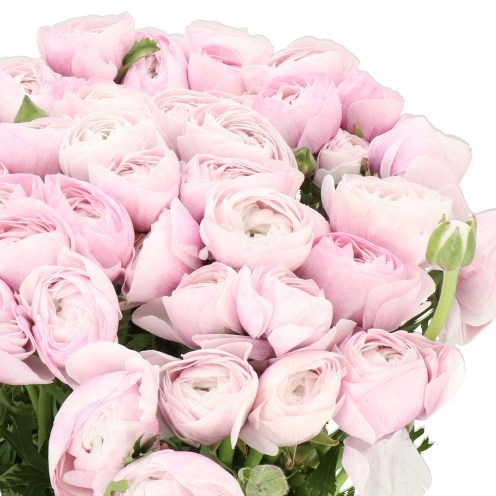 RANUNCULUS CLOONY NEBBIA