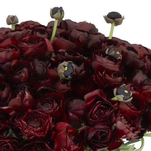 RANUNCULUS CLOONY NERONE