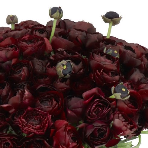 RANUNCULUS CLOONY NERONE
