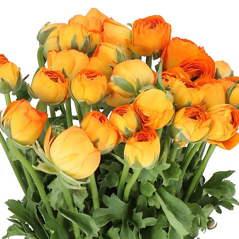 RANUNCULUS CLOONY ORANGE 004