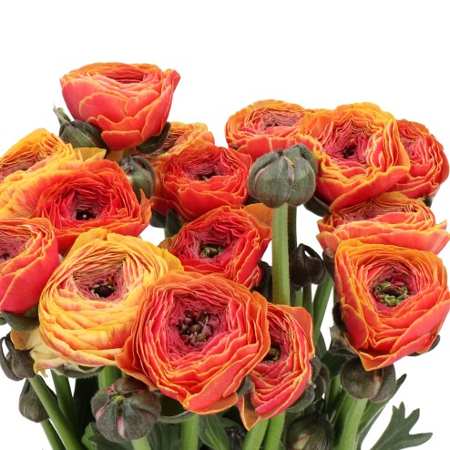 RANUNCULUS CLOONY ORANGE 1750