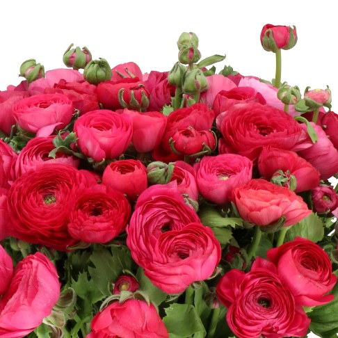RANUNCULUS CLOONY PASSION EX