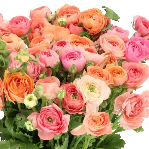 RANUNCULUS CLOONY PASTEL MIX