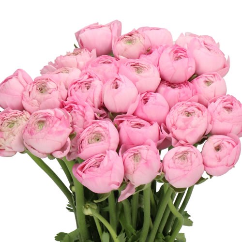 RANUNCULUS CLOONY PEONIA