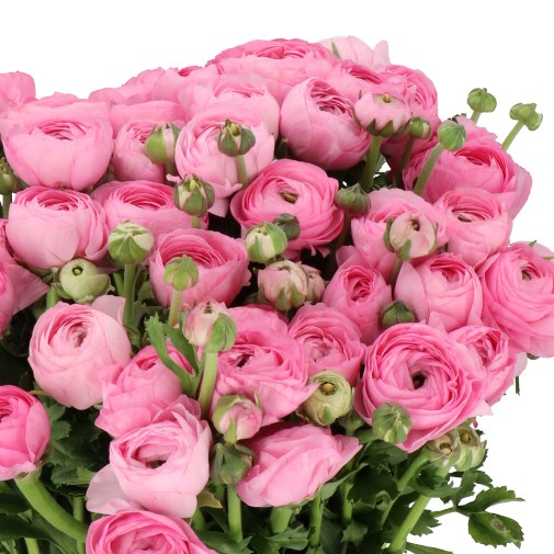 RANUNCULUS CLOONY PINK 121 EX