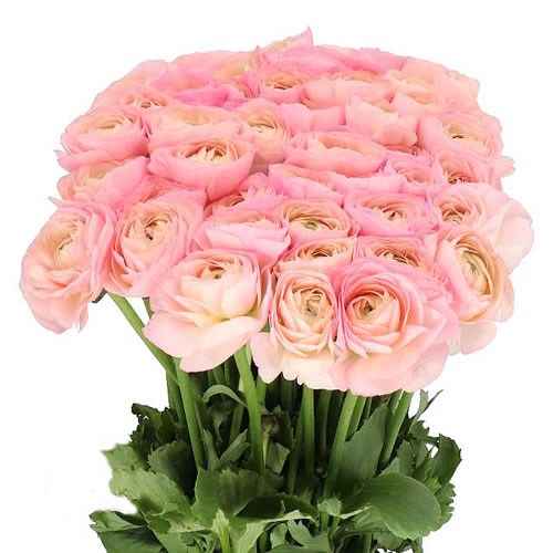 RANUNCULUS CLOONY PINK 752