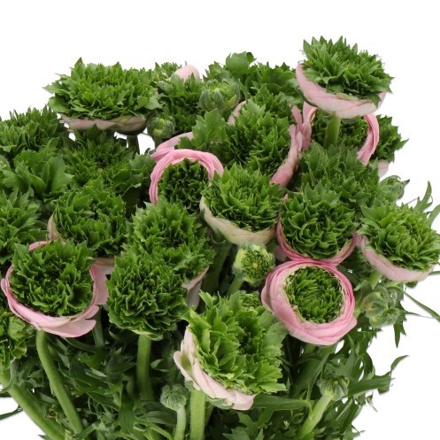 RANUNCULUS CLOONY PINK 856