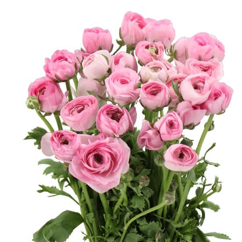RANUNCULUS CLOONY PINK BABY