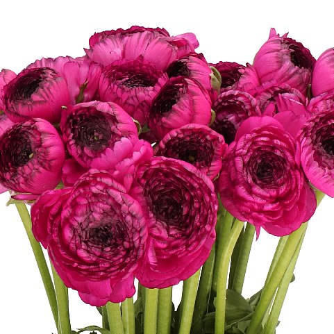 RANUNCULUS CLOONY PURPLE