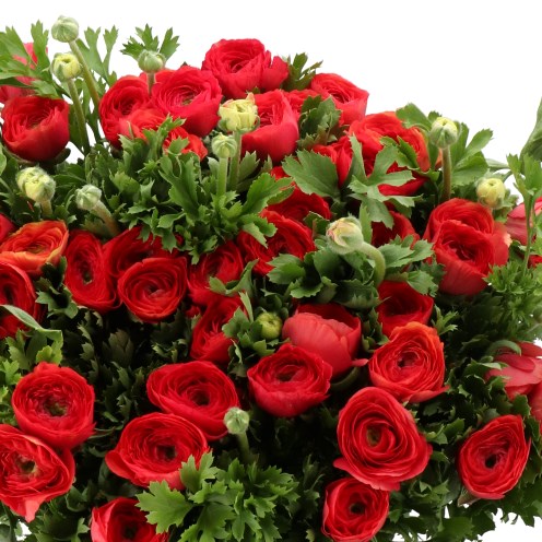 RANUNCULUS CLOONY RED 305