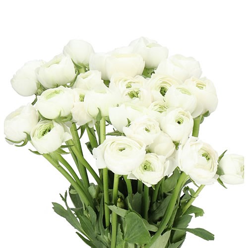 RANUNCULUS CLOONY RIO