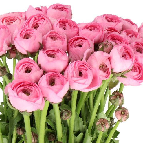 RANUNCULUS CLOONY ROSA 508 EX