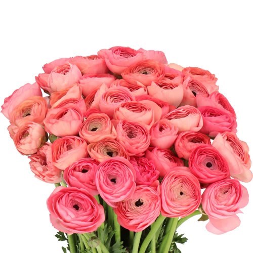RANUNCULUS CLOONY SALMON 898
