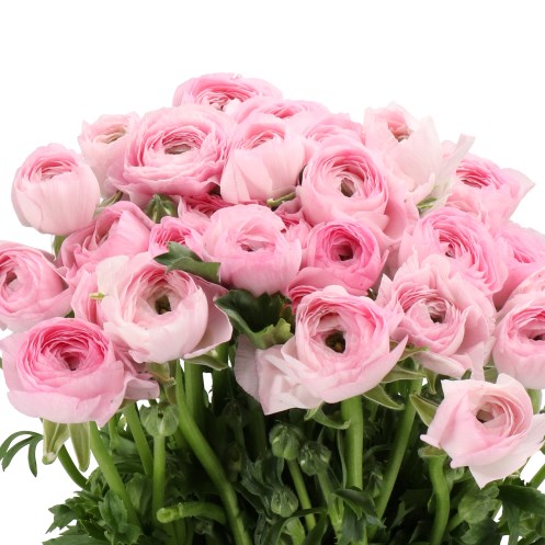 RANUNCULUS CLOONY SAN MAURO