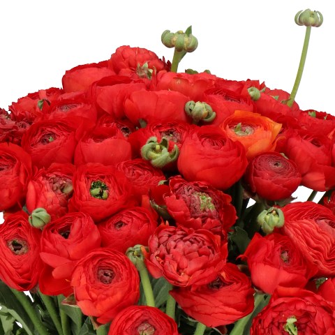 RANUNCULUS CLOONY SANGRIA