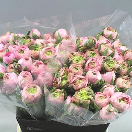 RANUNCULUS CLOONY SHANGAI EX