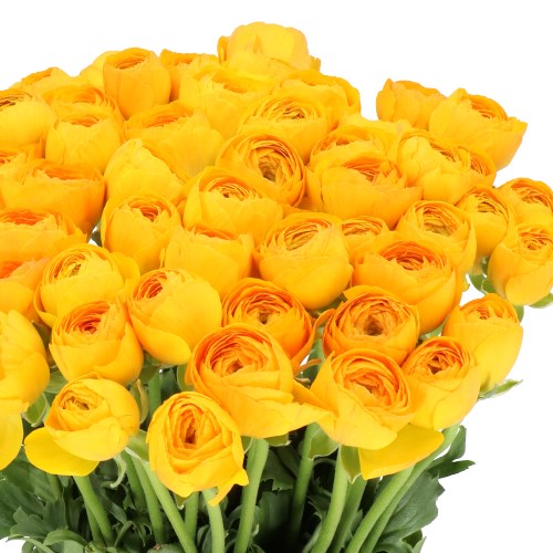 RANUNCULUS CLOONY SOLARIS