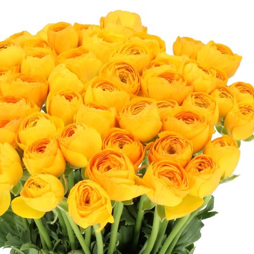 RANUNCULUS CLOONY SOLARIS