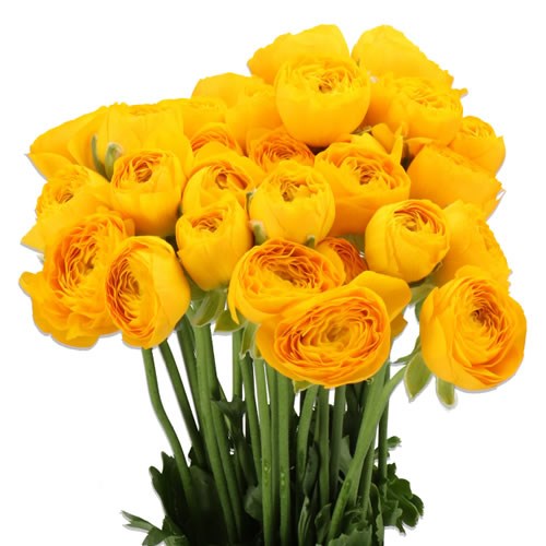 RANUNCULUS CLOONY SOLE