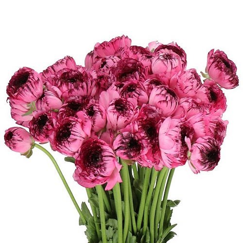 RANUNCULUS CLOONY STRIPED 751 EX