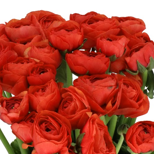 RANUNCULUS CLOONY TERRACOTTE EX