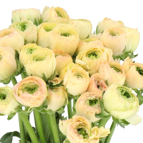 RANUNCULUS CLOONY TUAREG