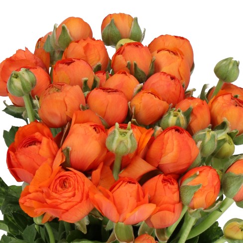 RANUNCULUS CLOONY TUINO EX