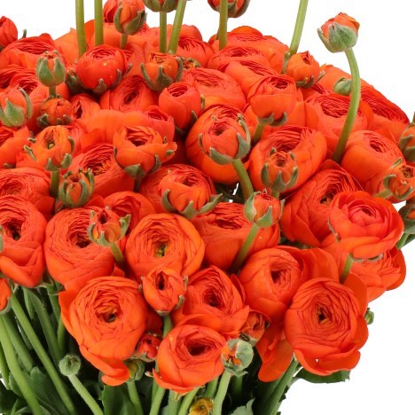 RANUNCULUS CLOONY VALENCIA