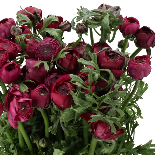 RANUNCULUS CLOONY VIOLA