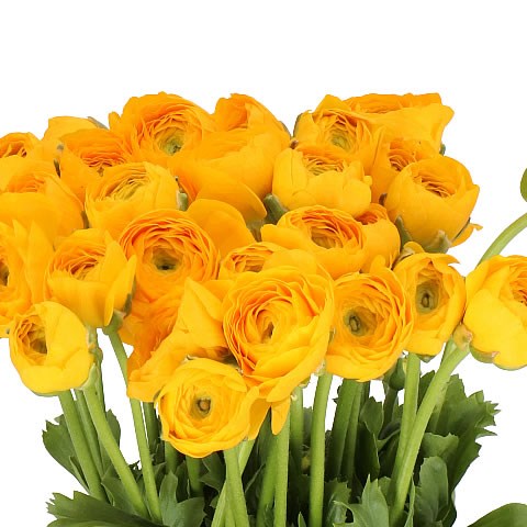 RANUNCULUS CLOONY YELLOW