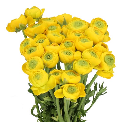 RANUNCULUS CLOONY YELLOW