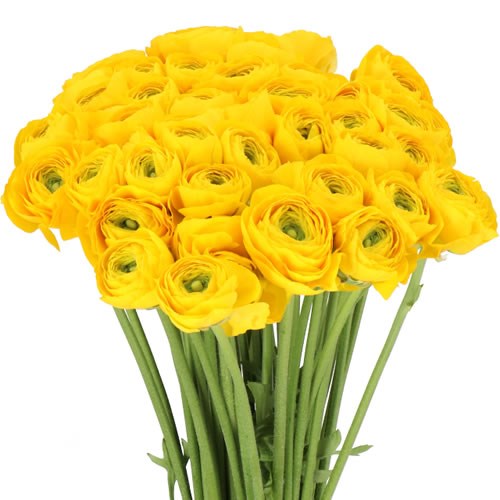 RANUNCULUS CLOONY YELLOW 91