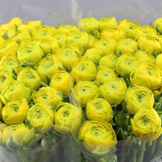 RANUNCULUS CLOONY YELLOW EX