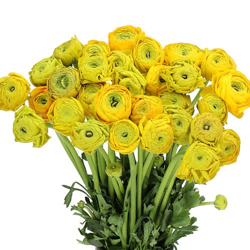 RANUNCULUS CLOONY YELLOW SUNRISE