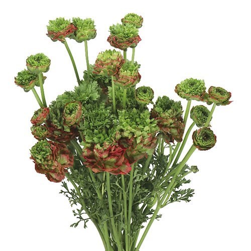 RANUNCULUS CROWN BASTILLE