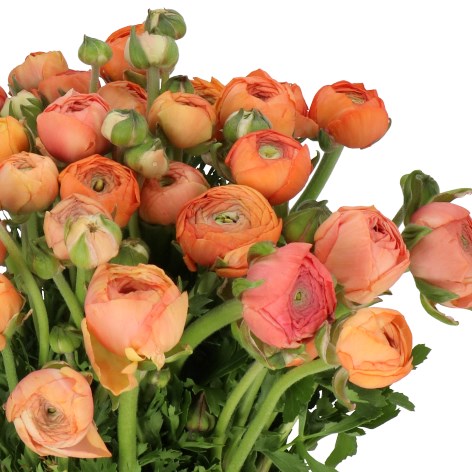RANUNCULUS ELEGANCE APRICOT