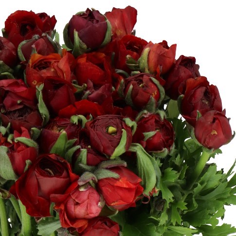 RANUNCULUS ELEGANCE CHOCOLATE