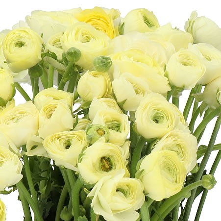 RANUNCULUS ELEGANCE CREAM