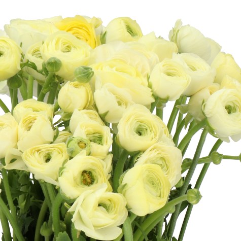 RANUNCULUS ELEGANCE CREAM