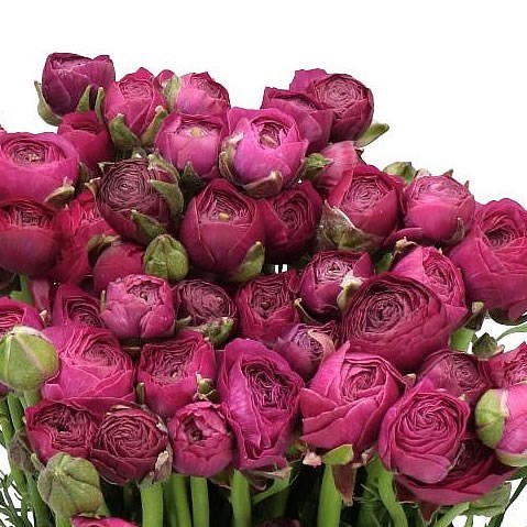 RANUNCULUS ELEGANCE LADY JEAN
