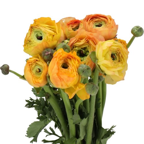 RANUNCULUS ELEGANCE LIGHT ORANGE